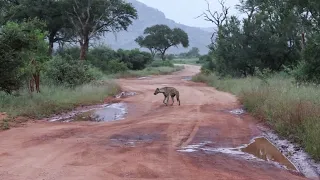 Watch & listen to Mother Nature's soundtrack -Spotted Hyenas at sunrise in the Kruger National Park.