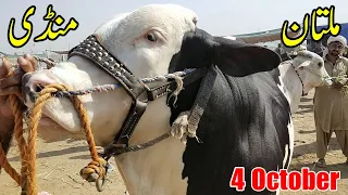 Multan Cow Mandi Beautiful Calves And High Price | Qurbani 2021 | | SS Tv |