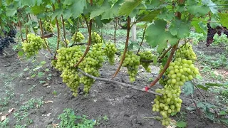 Васильковский( Билык Н.Ф.)16 08 2019г.виноградник Король В.Н.