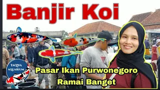 Banjir Koi di Pasar ikan Purwonegoro || Pilihannya Banyak Banget