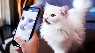 Cats Try To Get Tiktok Famous Compilation