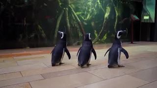 The Shedd Aquarium Penguins Visit the Amazon