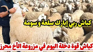 دخول دفعة كبيرة اليوم من كباش عيد الأضحى في مزروعة محمد و  محرز : كباش صغيرة في السن و عملاقة | VIP