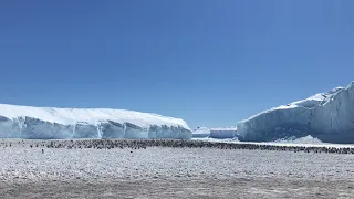 Звуки пингвинов