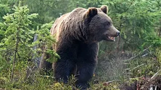 Медведь-убийца разорвал мужчину на части в Магадане