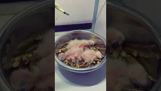 Macaw Parrot Chicks Sleeping in Brooder