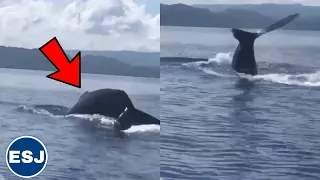 Whale sighted in Jamaica | St.ann