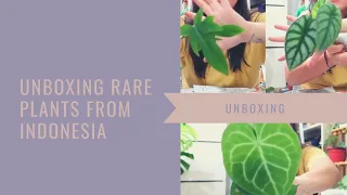 Unboxing Rare Plants from Indonesia