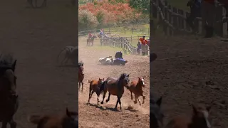 Best Wild Horses Mare Compilation of some Wild Horse Fights Video #Shorts 212