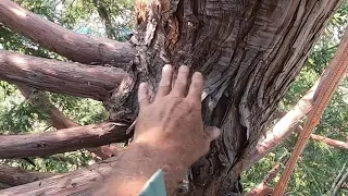 Pruning a BIG Redwood