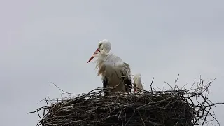 White storks in Denmark Jejsing 24 april 2024