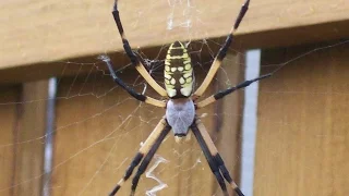 10 Aranhas mais perigosas do Mundo
