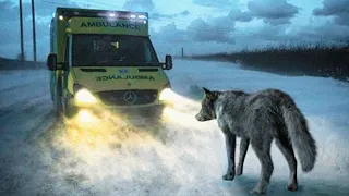 This Crying Wolf Suddenly Blocked The Ambulance And The Reason Behind Is Unexpected!