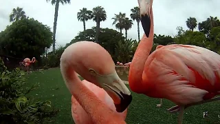 Pink Flamingo Attacking Camera at the San Diego Zoo