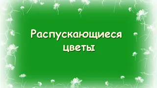 Как распускаются цветы