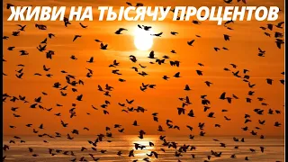 №8. ОШО. ЖИВИ на Тысячу ПРОЦЕНТОВ! Вечерние Медитации. Саморазвитие