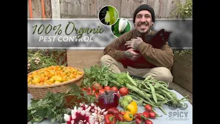 How to make Organic Pest Control for your Vegetable Garden