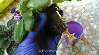 Hydroponic African violet