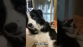 Funniest Dogs 🐶 and Cute Cats 😻 Best Funniest Videos 2023 😍 #97