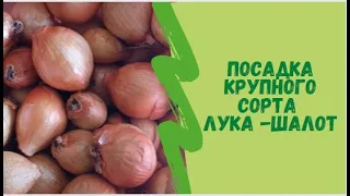 Посадка крупного сорта лука -Шалот