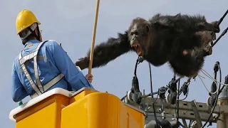 Escaped chimpanzee swings from power lines in Japan