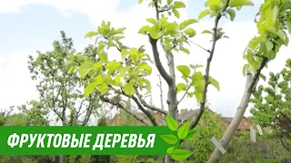 Бізнес на фруктових та декоративних деревах. Інтерв'ю із Олександром Андрощуком.