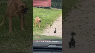 Skunk vs Dog #homestead #shorts #love #animals #baby #skunks #fight