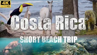 Short cinematic beach trip. Animals around the beaches in costa rica. (Wildlife, FX3,4K)