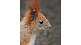 Смешное видео. Наглая белка. (funny animals)