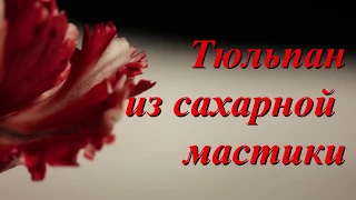 Тюльпан Х.Ф 1. Цветы из холодного фарфора.  .Tulip part 1. Тюльпан из сахарной мастики