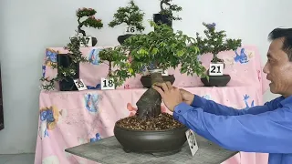 bonsai giá rẻ Zalo 0336875979