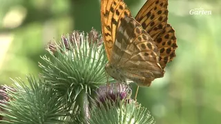 Schmetterlinge bestimmen | MDR Garten