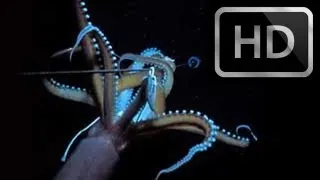 COMPLETE FOOTAGE of Live Giant Squid (2013) Release Kraken, Architeuthis in HD