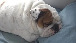 Porkchop the Bulldog in "I'm Sleeping In Your Bed & I Don't Care"