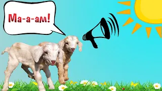 Как козлики кричат Мам, звук козы (goats sounds scream) (الماعز يصرخ)