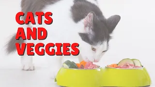 Do Cats Need Vegetables? | Two Crazy Cat Ladies