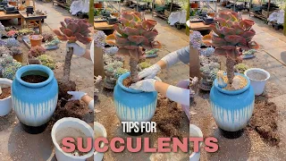 Useful Tips for Succulents | #succulents #suculentas #다육