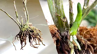 Few people know a quick trick to revive a withered dendro orchid with only the root left