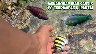 MENANGKAP IKAN HIAS CANTIK YG TERDAMPAR DI PANTAI