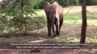 Faraja, Jasiri and Ngasha graduate to the Umani Springs Elephant Rehabilitation Unit