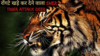 रोंगटे खड़े कर देने वाला Sher | Tiger Attack Deer | Jim Corbett Park | #tiger #jimcorbett
