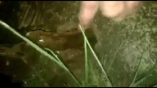 Mancing belut malam hari di selokan, dapet nya BABON | Eel Fishing