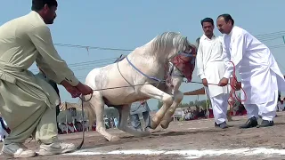 (1st ) New Amazing Horse Dance Mela Jhang 2022