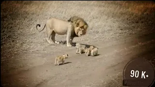Cute lion cubs playing with Dad/ Baby lion meet Dad for the first time / #lionbcubs/ Musical Theist