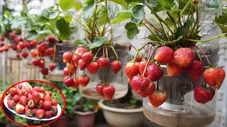 How To Grow Strawberries In Plastic Bottles Quickly For Harvest And For Many Fruits