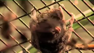 The world's tiniest monkey gives birth to even tinier babies!