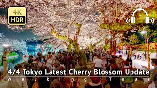 As of 4/4 - Tokyo Latest Cherry Blossom Update: Stunning Chidorigafuchi [4K/HDR/Binaural]