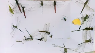 hunt dragonflies in beautiful nature, butterflies, grasshoppers,wheel bug