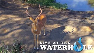 Warthogs, Giraffe & Elephants - Live At The Waterhole