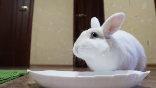 Перекус малинкой 🐰 Милый кролик Моти ест малину